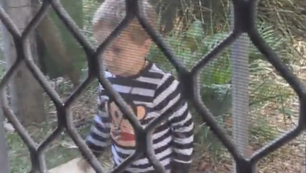 ASD Early Intervention At Home: Gemiini Success Caught on Camera