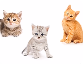 Action Scene (Generalization)